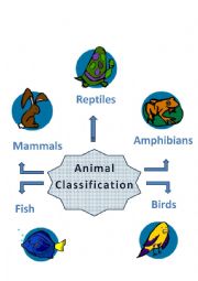 English Worksheet: Animal Classification