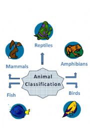 Animal Classification