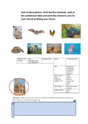 English Worksheet: mammals