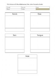 English Worksheet: parts of body