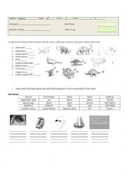 English Worksheet: science Dinosaurs