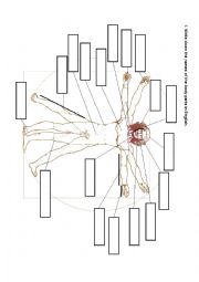 English Worksheet: Vitruvian man