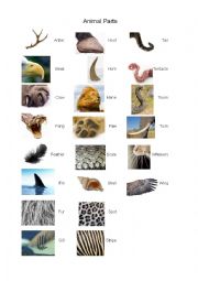 Animal Parts - Communicative Task: Design a Fantastical Animal