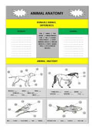 English Worksheet: animal anatomy 