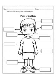 English Worksheet: parts of the body