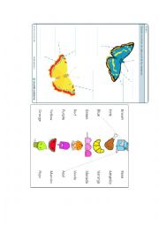 English Worksheet: Colours