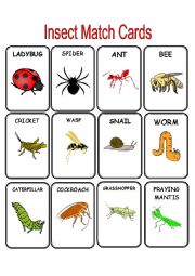 Insect Match Cards