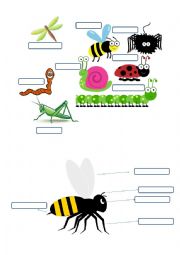 English Worksheet: INSECTS