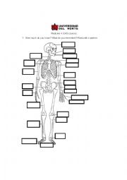 English Worksheet: Skeleton