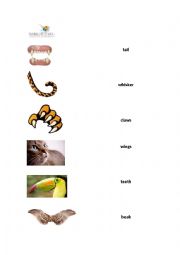 Animal Parts