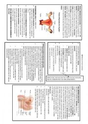 English Worksheet: REPRODUCTIVE SYSTEM POSTER