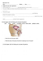 English Worksheet: REPRODUCTIVE SYSTEM TEST