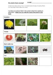 English Worksheet: Seed to Adult Plant cut and paste activity 