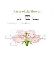 English Worksheet: Parts of the flower
