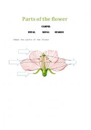 English Worksheet: Parts of the flower