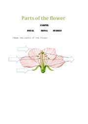 Parts of the flower