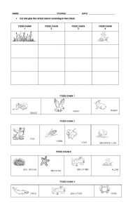 English Worksheet: THE FOOD CHAIN