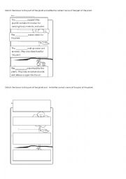 English Worksheet: parts of a plant