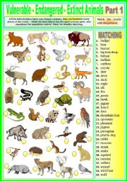 English Worksheet: Vulnerable - Endangered - Extinct animals. Matching ex + KEY.