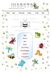 English Worksheet: INSECTS