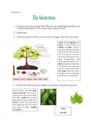 English Worksheet: The forest trees