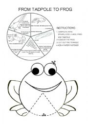 English Worksheet: Frog life cycle