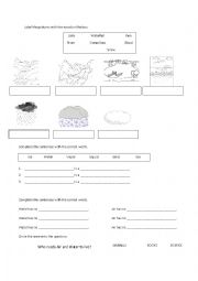 English Worksheet: Waterbodies and States of Water