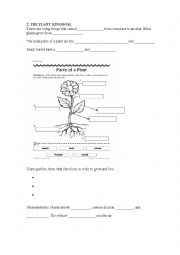 English Worksheet: The plant kingdom