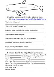 English Worksheet: Learn abour sea animals: beluga whale