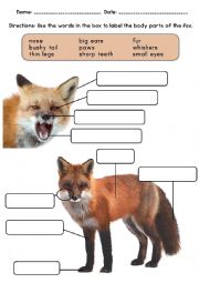 Fox Animal Body Parts