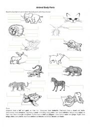 Animal Body Parts