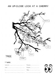 AN UP-CLOSE LOOK AT A CHERRY TREE