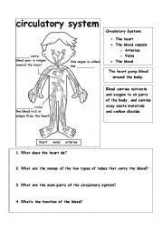 English Worksheet: Circulatory System