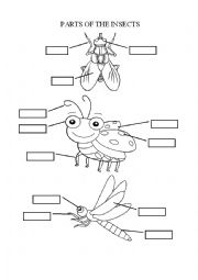 English Worksheet: PARTS OF THE INSECT