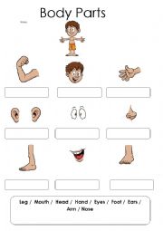 English Worksheet: The parts of the body worksheet