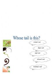 English Worksheet: whose tail is thiis