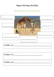 English Worksheet: Writing Giraffes Report