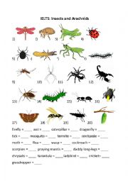 English Worksheet: Insects and Arachnids