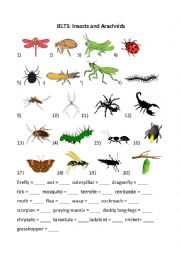 Insects and Arachnids