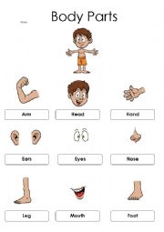 English Worksheet: The parts of the body