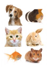 Pets - Pictures and names to cut out