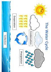 English Worksheet: The Water Cycle