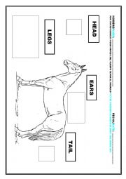 English Worksheet: parts of the body.Horse