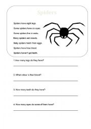 English Worksheet: Spiders