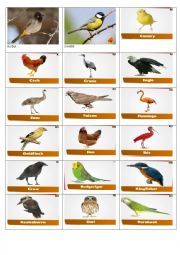 English Worksheet: Birds