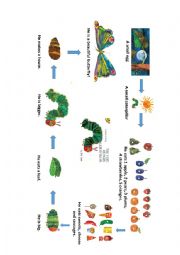 English Worksheet: the very hungry caterpillar