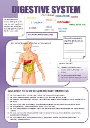 English Worksheet: DIGESTIVE SYSTEM