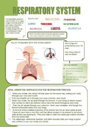 English Worksheet: RESPIRATORY SYSTEM