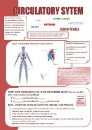 English Worksheet: CIRCULATORY SYSTEM