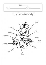 English Worksheet: Human Body